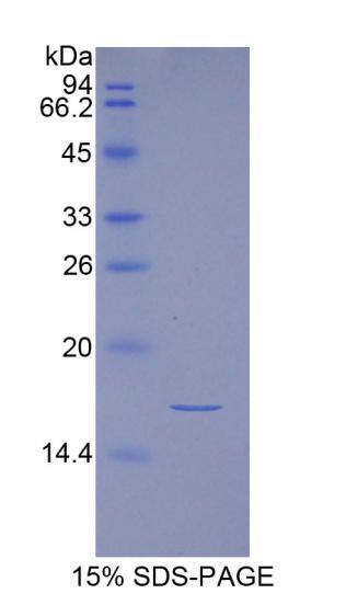 INHA / Inhibin Alpha Protein - Recombinant Inhibin A By SDS-PAGE