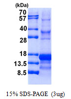 INHA / Inhibin Alpha Protein