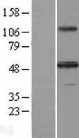 INHBA / Inhibin Beta A Protein - Western validation with an anti-DDK antibody * L: Control HEK293 lysate R: Over-expression lysate