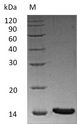 INHBA / Inhibin Beta A Protein - (Tris-Glycine gel) Discontinuous SDS-PAGE (reduced) with 5% enrichment gel and 15% separation gel.