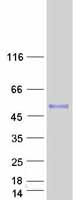 INHBA / Inhibin Beta A Protein - Purified recombinant protein INHBA was analyzed by SDS-PAGE gel and Coomassie Blue Staining