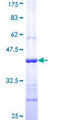 INHBB / Inhibin Beta B Protein - 12.5% SDS-PAGE Stained with Coomassie Blue.