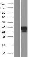 INHBC Protein - Western validation with an anti-DDK antibody * L: Control HEK293 lysate R: Over-expression lysate
