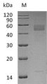 INHBC Protein - (Tris-Glycine gel) Discontinuous SDS-PAGE (reduced) with 5% enrichment gel and 15% separation gel.