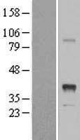 INHBE / Activin Protein - Western validation with an anti-DDK antibody * L: Control HEK293 lysate R: Over-expression lysate
