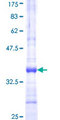 INMT Protein - 12.5% SDS-PAGE Stained with Coomassie Blue.