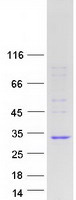 INMT Protein - Purified recombinant protein INMT was analyzed by SDS-PAGE gel and Coomassie Blue Staining