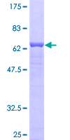 INPP1 Protein - 12.5% SDS-PAGE of human INPP1 stained with Coomassie Blue