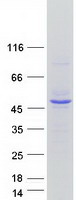 INPP1 Protein - Purified recombinant protein INPP1 was analyzed by SDS-PAGE gel and Coomassie Blue Staining