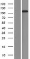 INPP4A Protein - Western validation with an anti-DDK antibody * L: Control HEK293 lysate R: Over-expression lysate