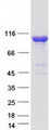 INPP4A Protein - Purified recombinant protein INPP4A was analyzed by SDS-PAGE gel and Coomassie Blue Staining
