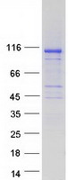 INPP4A Protein - Purified recombinant protein INPP4A was analyzed by SDS-PAGE gel and Coomassie Blue Staining