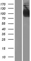 INPP4B Protein - Western validation with an anti-DDK antibody * L: Control HEK293 lysate R: Over-expression lysate