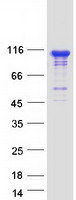 INPP4B Protein - Purified recombinant protein INPP4B was analyzed by SDS-PAGE gel and Coomassie Blue Staining