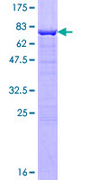 INPP5A Protein - 12.5% SDS-PAGE of human INPP5A stained with Coomassie Blue