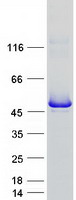 INPP5A Protein - Purified recombinant protein INPP5A was analyzed by SDS-PAGE gel and Coomassie Blue Staining