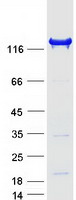 INPP5D / SHIP1 / SHIP Protein - Purified recombinant protein INPP5D was analyzed by SDS-PAGE gel and Coomassie Blue Staining