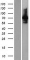 INPP5E Protein - Western validation with an anti-DDK antibody * L: Control HEK293 lysate R: Over-expression lysate