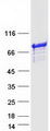 INPP5E Protein - Purified recombinant protein INPP5E was analyzed by SDS-PAGE gel and Coomassie Blue Staining