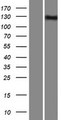 INPP5F Protein - Western validation with an anti-DDK antibody * L: Control HEK293 lysate R: Over-expression lysate