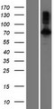 INPP5J / PIB5PA Protein - Western validation with an anti-DDK antibody * L: Control HEK293 lysate R: Over-expression lysate