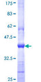 INPP5J / PIB5PA Protein - 12.5% SDS-PAGE Stained with Coomassie Blue.