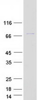 INPP5J / PIB5PA Protein - Purified recombinant protein INPP5J was analyzed by SDS-PAGE gel and Coomassie Blue Staining