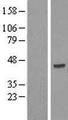 INPP5K / SKIP Protein - Western validation with an anti-DDK antibody * L: Control HEK293 lysate R: Over-expression lysate