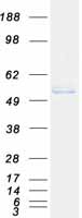 INPP5K / SKIP Protein - Purified recombinant protein INPP5K was analyzed by SDS-PAGE gel and Coomassie Blue Staining