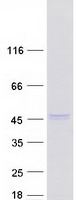 INPP5K / SKIP Protein - Purified recombinant protein INPP5K was analyzed by SDS-PAGE gel and Coomassie Blue Staining
