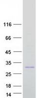 INS-IGF2 Protein - Purified recombinant protein INS-IGF2 was analyzed by SDS-PAGE gel and Coomassie Blue Staining