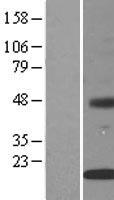 INSIG2 Protein - Western validation with an anti-DDK antibody * L: Control HEK293 lysate R: Over-expression lysate
