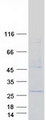 INSIG2 Protein - Purified recombinant protein INSIG2 was analyzed by SDS-PAGE gel and Coomassie Blue Staining