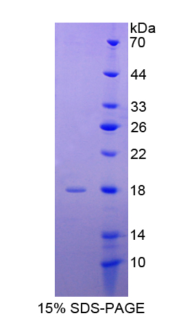 INSL3 Protein - Recombinant  Insulin Like Protein 3 By SDS-PAGE