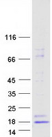 INSL3 Protein - Purified recombinant protein INSL3 was analyzed by SDS-PAGE gel and Coomassie Blue Staining