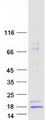 INSL3 Protein - Purified recombinant protein INSL3 was analyzed by SDS-PAGE gel and Coomassie Blue Staining