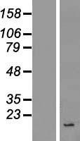 INSL4 Protein - Western validation with an anti-DDK antibody * L: Control HEK293 lysate R: Over-expression lysate