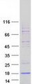 INSL5 Protein - Purified recombinant protein INSL5 was analyzed by SDS-PAGE gel and Coomassie Blue Staining