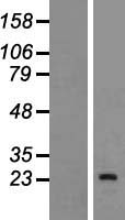 INSL6 Protein - Western validation with an anti-DDK antibody * L: Control HEK293 lysate R: Over-expression lysate
