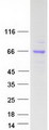 INSM1 Protein - Purified recombinant protein INSM1 was analyzed by SDS-PAGE gel and Coomassie Blue Staining