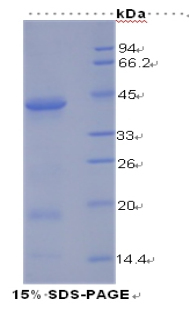INSR / Insulin Receptor Protein - Recombinant Insulin Receptor By SDS-PAGE