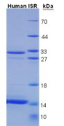 INSR / Insulin Receptor Protein - Recombinant Insulin Receptor By SDS-PAGE