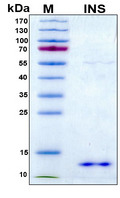 Insulin Protein - SDS-PAGE under reducing conditions and visualized by Coomassie blue staining