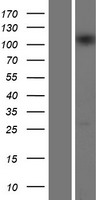 INTS5 Protein - Western validation with an anti-DDK antibody * L: Control HEK293 lysate R: Over-expression lysate