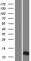 INTS6 Protein - Western validation with an anti-DDK antibody * L: Control HEK293 lysate R: Over-expression lysate
