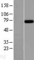 INTS9 Protein - Western validation with an anti-DDK antibody * L: Control HEK293 lysate R: Over-expression lysate