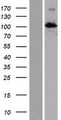 INTU Protein - Western validation with an anti-DDK antibody * L: Control HEK293 lysate R: Over-expression lysate