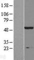IP6K2 Protein - Western validation with an anti-DDK antibody * L: Control HEK293 lysate R: Over-expression lysate