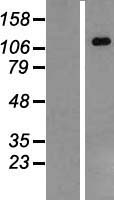 IPAF / NLRC4 Protein - Western validation with an anti-DDK antibody * L: Control HEK293 lysate R: Over-expression lysate