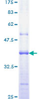 IPAF / NLRC4 Protein - 12.5% SDS-PAGE Stained with Coomassie Blue.